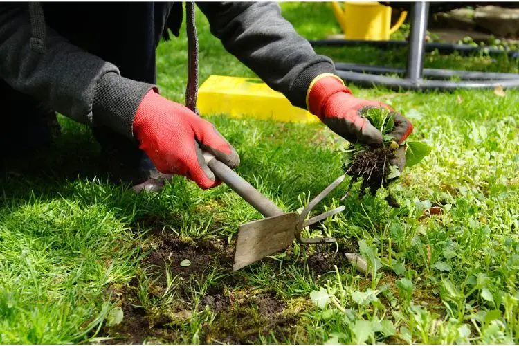 Un personne enlève les mauvaises herbes de son jardin avec une pelle