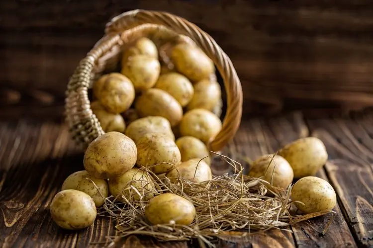 Un panier en osier de pommes de terres