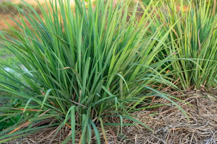 Plante citronnelle pour faire fuir les araignées