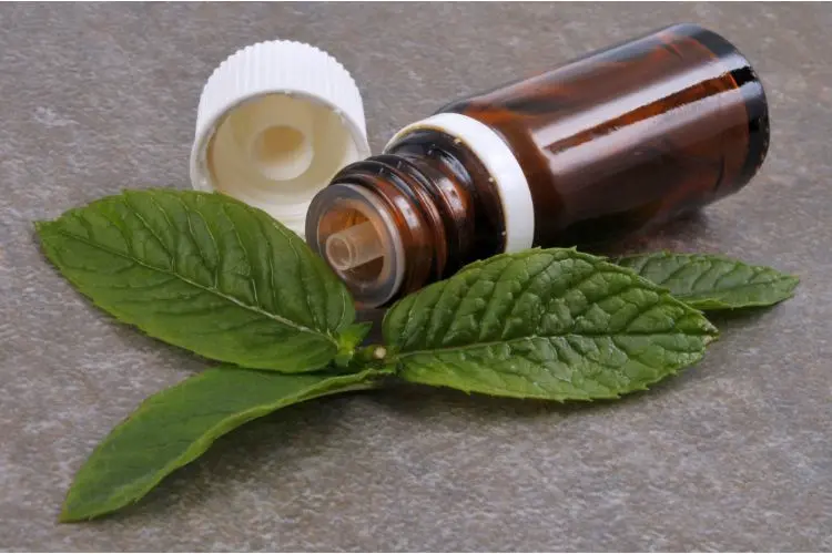 Huile essentielle à la menthe comme répulsifs
