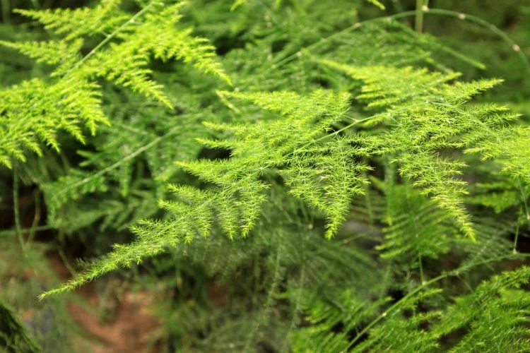 Un feuillage d'un Asparagus plumosus