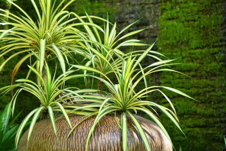 Une grande plante araignée