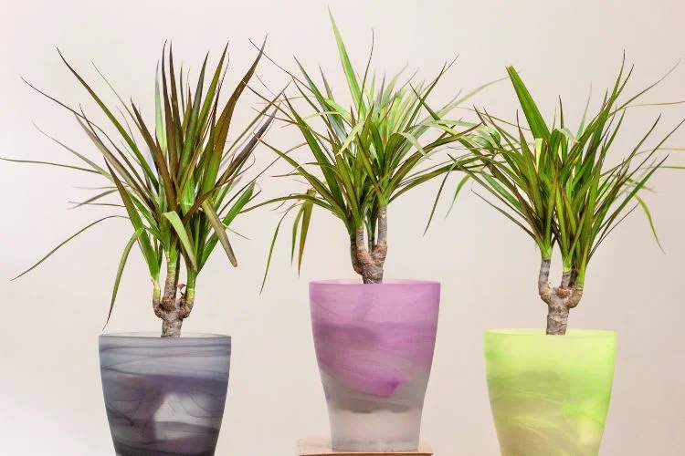 Trois Dragonniers dans des pots colorés