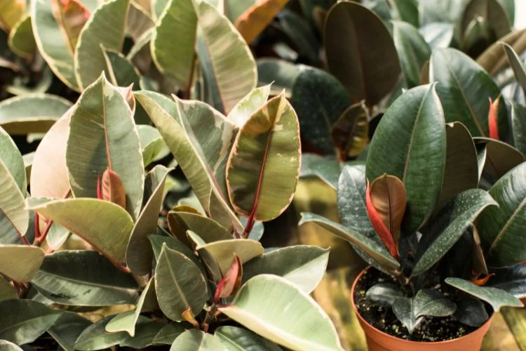 Des feuilles de ficus Elastica