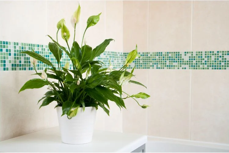 Un Spathiphyllum dans une salle de bain