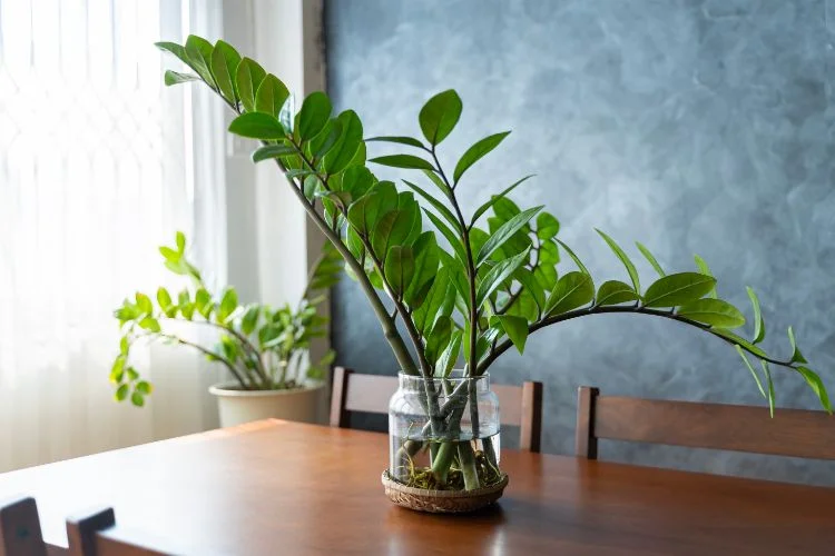 Une plante ZZ dans un pot en verre