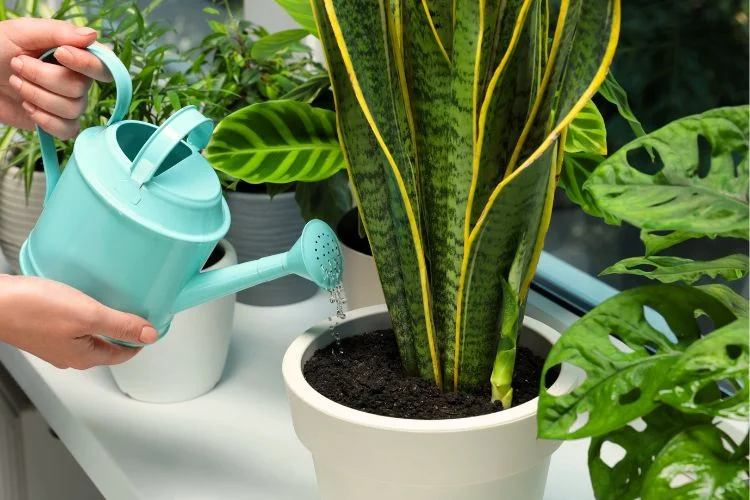 Une sansevière en train d'être arrosée.
