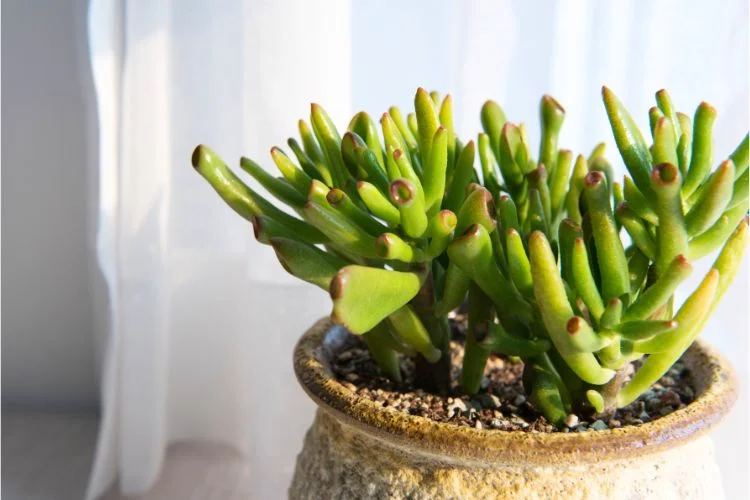 Un crassula Gollum adulte