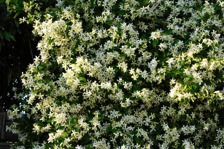 Un jasmin étoilé développé et fleuri