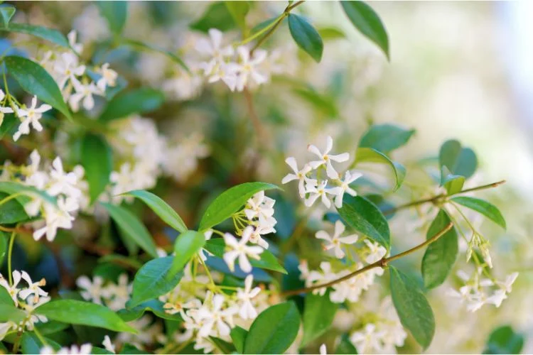 Un jasmin étoilé vu de près ensoleillé