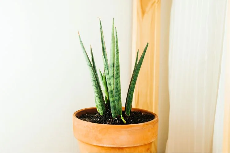 Une Sanseveria en pleine croissance dans un pot