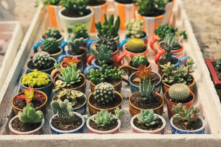 Des petits cactus en pot alignés dans une grande boîte.