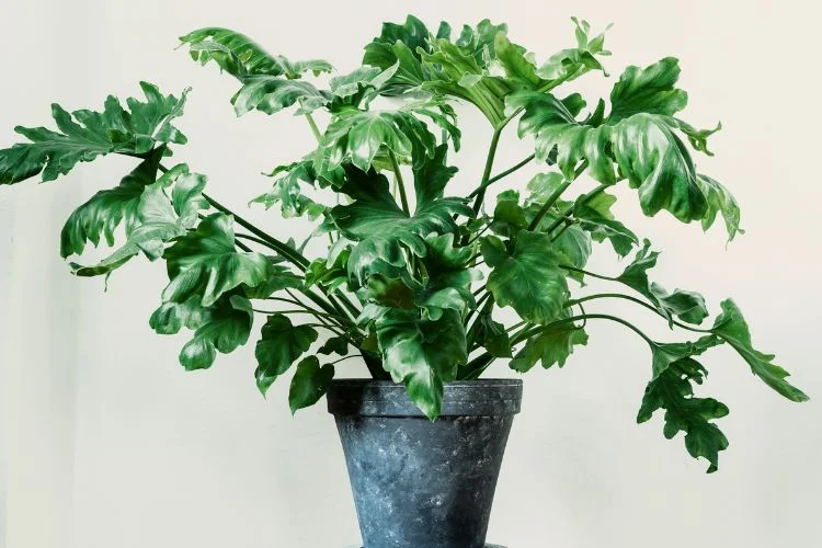 Un Philodendron Selloum en pot à l'intérieur.