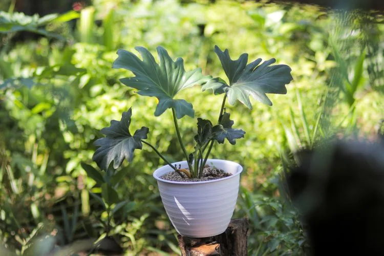 Un Philodendron Selloum en pot à mi-ombre