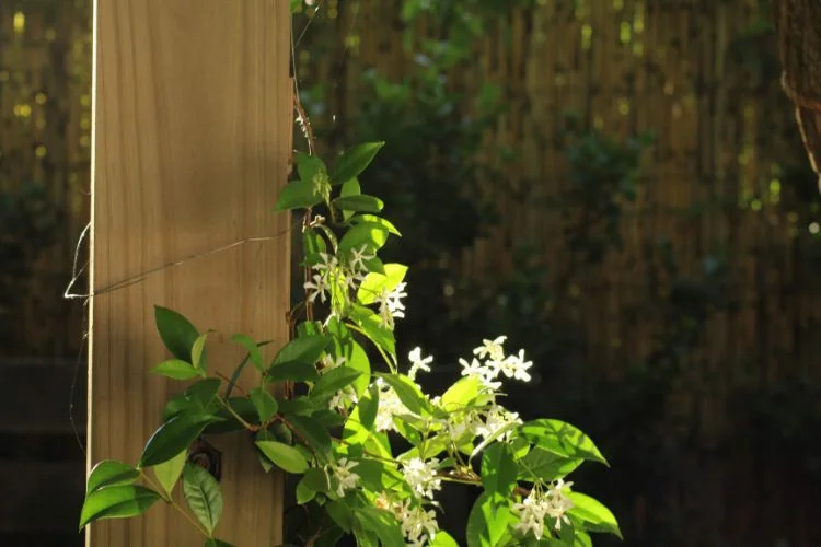 Un jasmin étoilé fixé à un poteau en bois