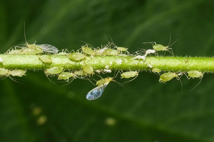 Une tige remplie de pucerons verts