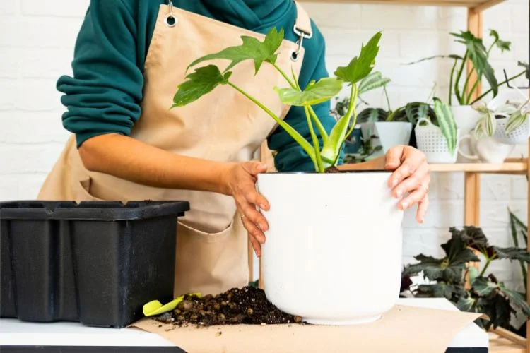 Une femme rempote un Philodendron Selloum.