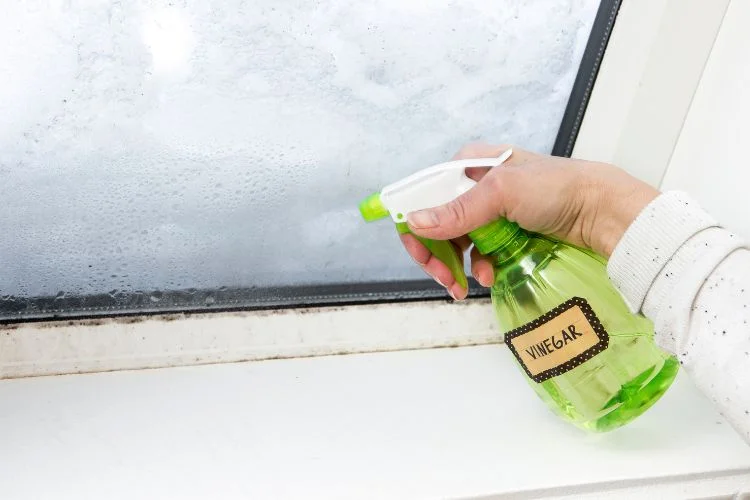 Une personne qui vaporise du vinaigre blanc sur de la moisissure.