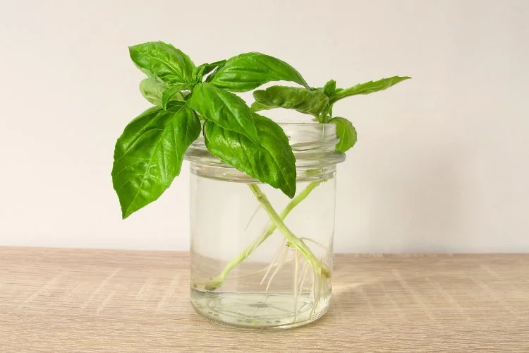 Une branche de basilic qui se développe dans un pot d'eau