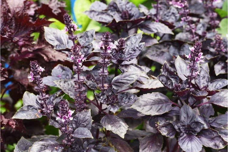 Un basilic Dark Opal en floraison