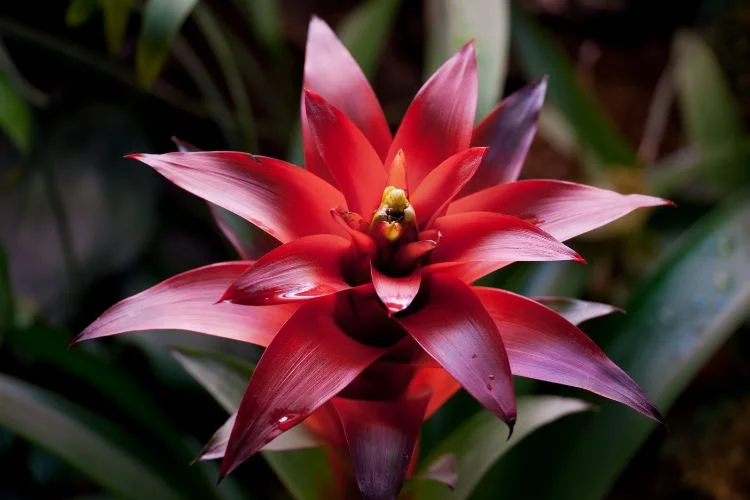 Une fleur rouge de Bromelia Guzmania de près.