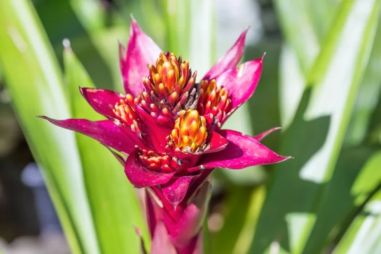 Une fleur de Guzmania avec des rejets dessus.