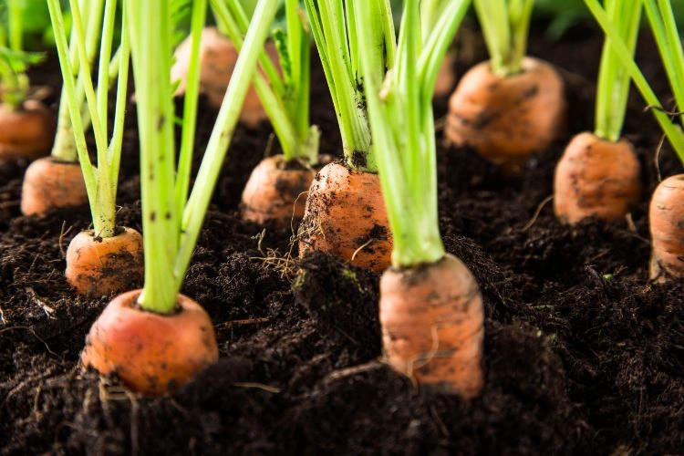 Carottes plantées pour illustrer ses apports nutritionnels