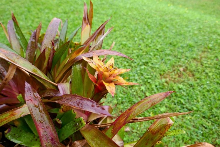 Guzmania avec feuilles marron et mouillés