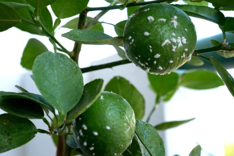 Cochenilles sur un citronnier