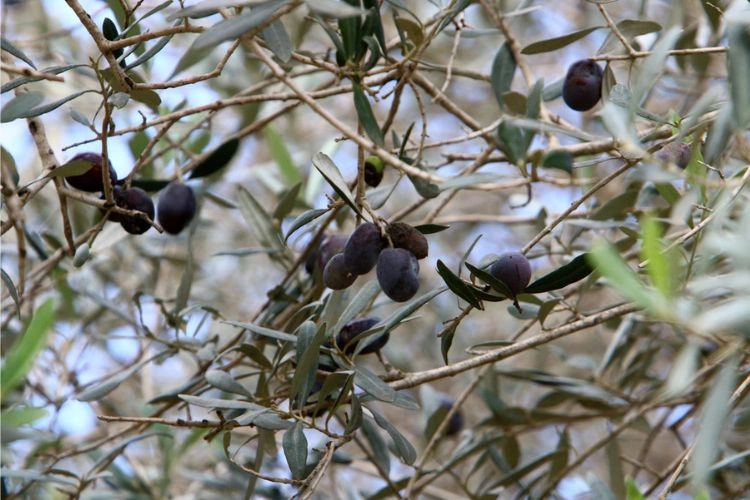 Olivier avec feuilles marron