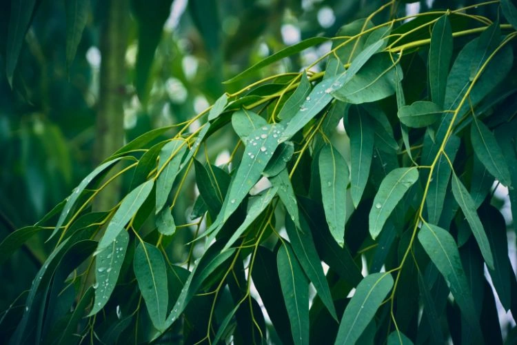 Eucalyptus