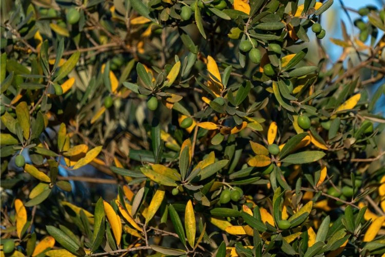 Feuilles d'olivier malade