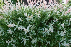 Feuilles d'un saule crevette