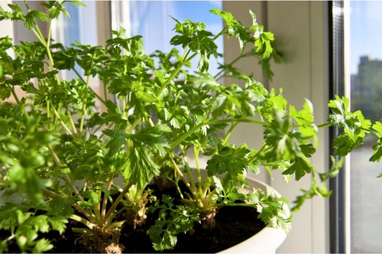 Persil en pot
