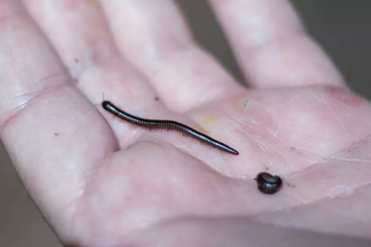 Vers noirs sur la main de quelqu'un