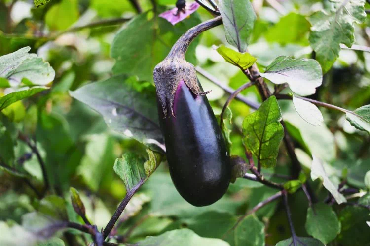 Aubergine