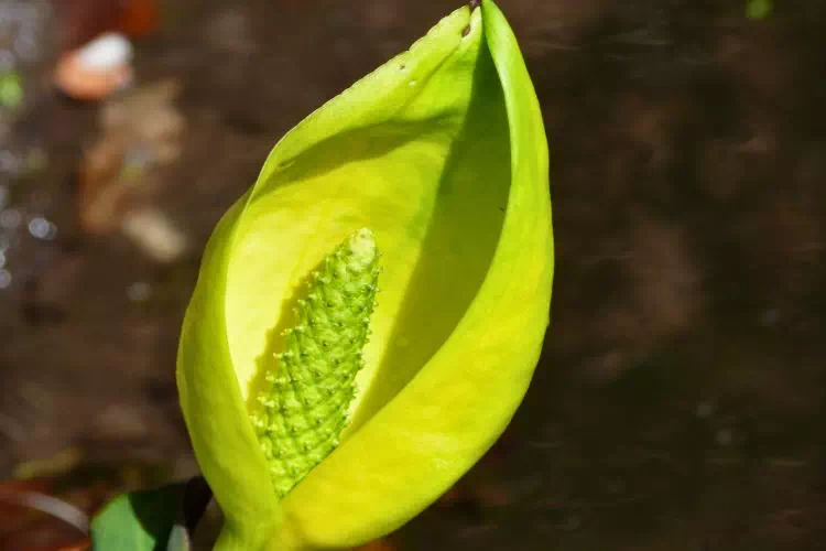 Arum