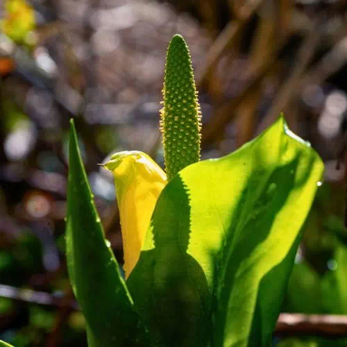 Arum jaune
